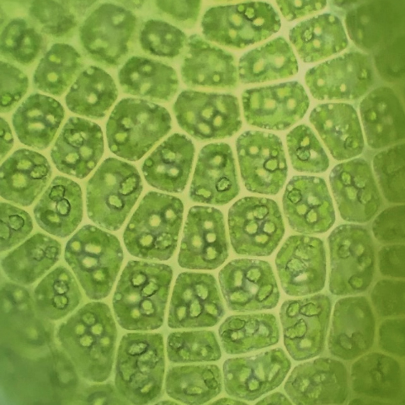 Sphenolobus minutus